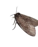 30 Most Effective Home Remedies To Get Rid Of Moths Forever