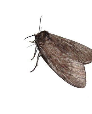 30 Most Effective Home Remedies To Get Rid Of Moths Forever