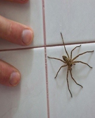 How to permanently get rid of spiders in an apartment and a private house