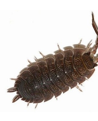 The best way to get rid of insects and bring order to the house is a general cleaning.