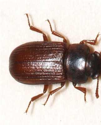 The cereal leaf beetle loves bulk food and raises offspring there.