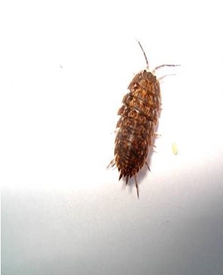 If conventional methods do not work, special funds come to the rescue.