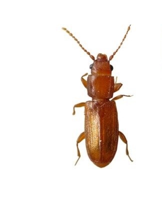 A small, oblong-shaped beetle is most often found in mills, granaries, bakeries.