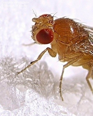 You can get rid of pests using special dry mixes and plants that have a specific smell.