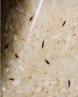 Why insects start in the rump and what to do, how to get rid of them and the best ways of excretion