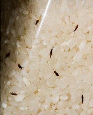 Most insects that start in bulk produce die at low temperatures