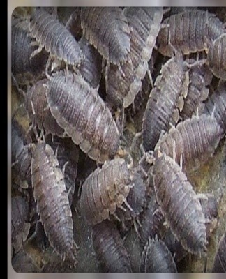 Insecticidal powders show good results in the fight against insects