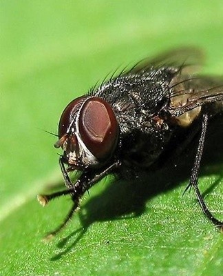 To get rid of flies, you need to mix soda and sugar in equal proportions and add a pinch of black breadcrumbs