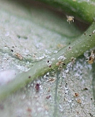 Large colonies of ticks literally suck all the strength out of the flower.