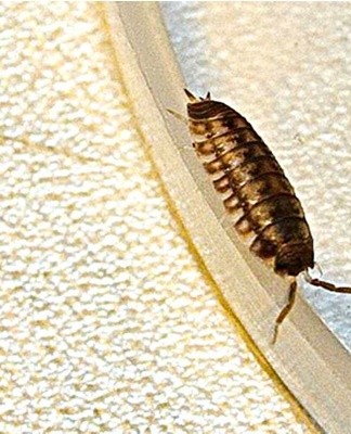 If chemistry does not suit you, folk remedies come to the rescue