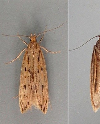 If the insect continues to multiply, it is better to repeat the inclusion of the fumigator.