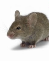 How to Get Rid of Mice and Rats Quickly and Effectively, 20 Home Remedies