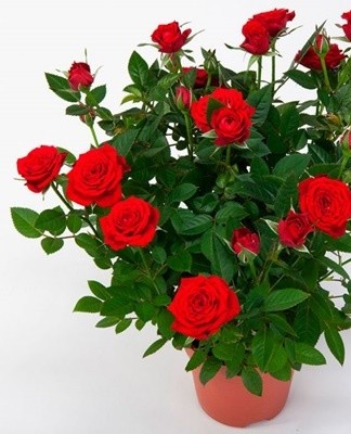 Roses are difficult to treat because of the thorns and the large amount of foliage.