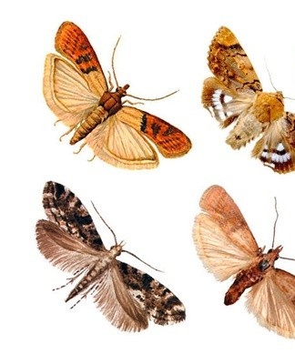 The device does not contain toxic substances, it is completely safe for food, humans.