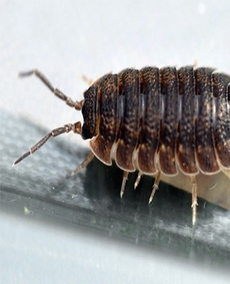 Under the influence of high temperatures, woodlice quickly die.