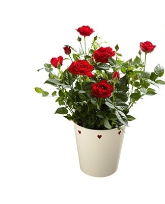 When inspecting the bushes, you need to arm yourself with glasses and a magnifying glass, lift the branches and leaves, pay special attention to the lower part of the plates