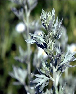 The strong bitter smell of wormwood effectively affects insects in the apartment.
