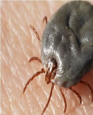 In terms of size, pests can reach 3 mm, but most often the size of insects is 0.1-0.5 mm.