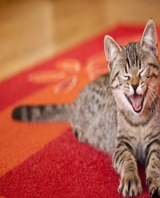 When a puddle appears on the carpet, many try to immerse their pet in it, severely punish it.