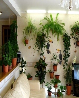 All these factors, combined with a large number of plants in a room, lead to the appearance of spores on the walls and ceiling.