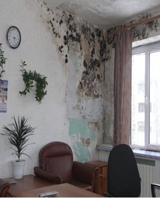 There are many varieties of black mold, each having a different effect on the body.