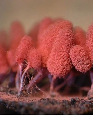 In most cases, it is formed on biological products subjected to the process of decomposition.