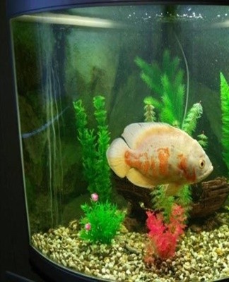 Step-by-step guide on how to clean your aquarium at home