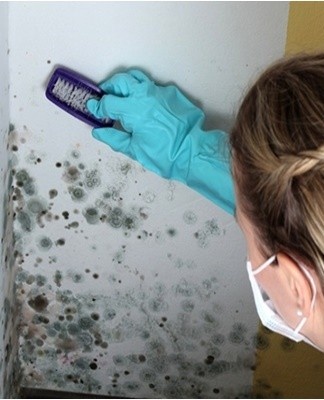 Using a sulfuric checker not only eliminates mold, but also prevents the appearance and spread of fungus in the cellar.