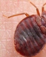 25 Best Home Remedies and Ways to Get Rid of Ticks