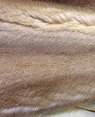 As soon as the remnants of the product have been removed from the skin, the fur coat is sent to dry.