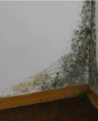 It is not enough to simply prepare a solution and spray it on the damaged areas.