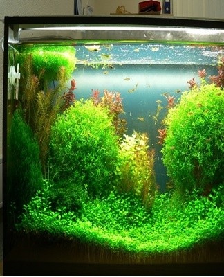 For effective cleaning, it is important to learn how to properly clean your aquarium.