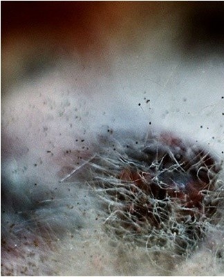 But most often, solutions based on boric and citric acids are prepared to combat mold, they are safer.