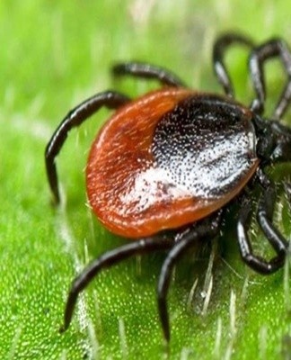 Dirt from the street brought into the apartment is one of the reasons for the development of dust mites and other parasites.