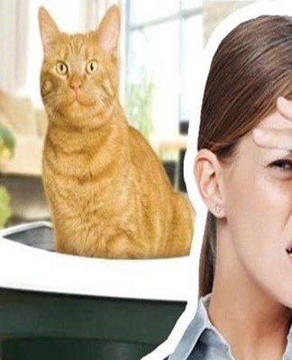Cat owners recognize themselves by the specific aromas of the apartment.