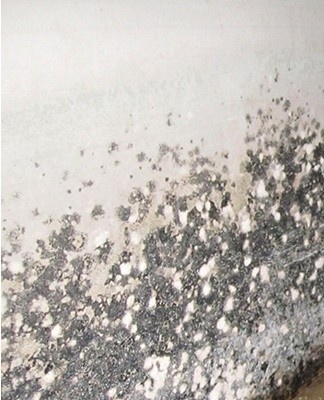 The optimal conditions for the development of mold are high humidity and temperatures of 18-20 degrees.