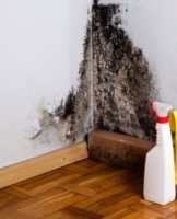 17 Best Wall Mold Remedies With Description