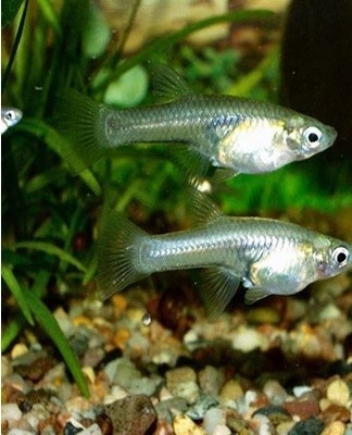 Most representatives have a highly developed lower jaw, resembling a scraper.