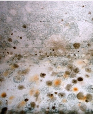 Before mechanically removing the mold, the fungal colony is moistened with water to prevent the spread of the spores.