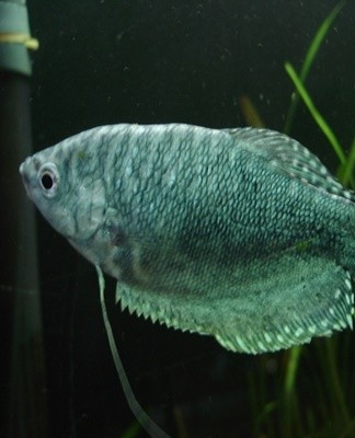 Small fish are quite shy and friendly at the same time.