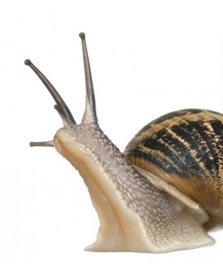 They easily destroy any kind of pollution - rotten plants, plaque and mucus