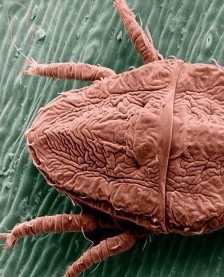 feather mites