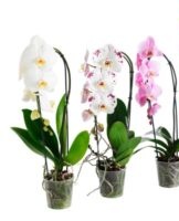 Step-by-step guide to caring for Phalaenopsis orchids at home