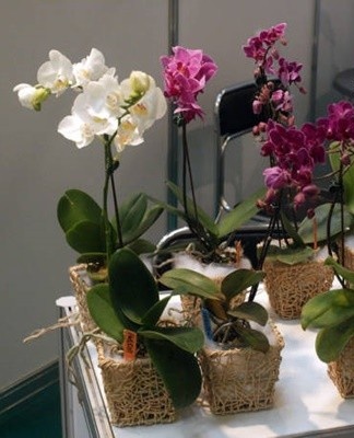 This is a broad category of orchids, which includes lithophytes, epiphytes and terrestrial plants.