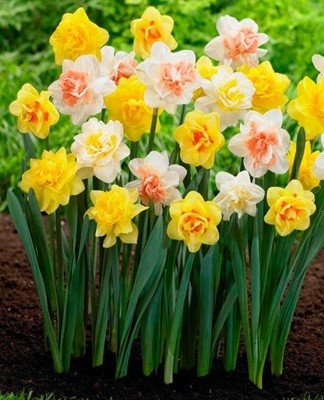When and how to plant daffodils, planting and care in the open field