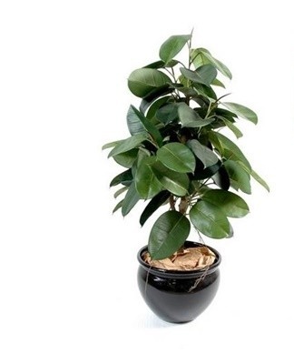 There are more than 1000 varieties of Benjamin ficus.