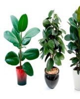 Rules for planting and caring for ficus at home, the nuances of watering