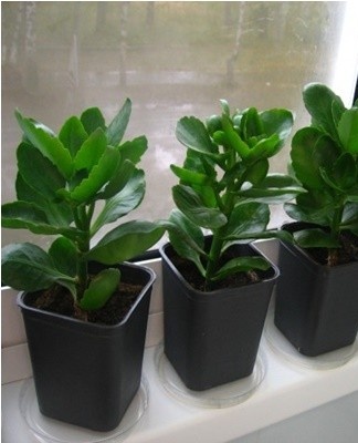 When buying, it is extremely important not to miss the signs of this or that disease.