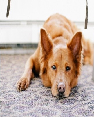 As a result, the smell will disappear, yellow spots will not appear, the surface will become clean and fresh.