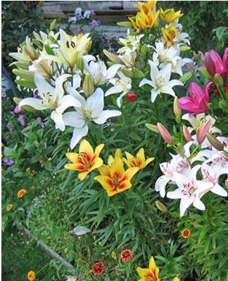 ... Species with long flowers are distinguished among their relatives by a strong, rich aroma.